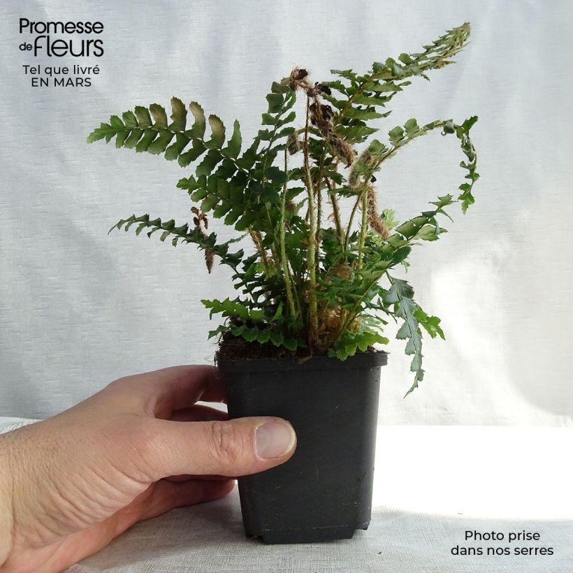 Exemplar von Polystichum polyblepharum - Fougère persistante en godet de 9 cm wie im Winter geliefert