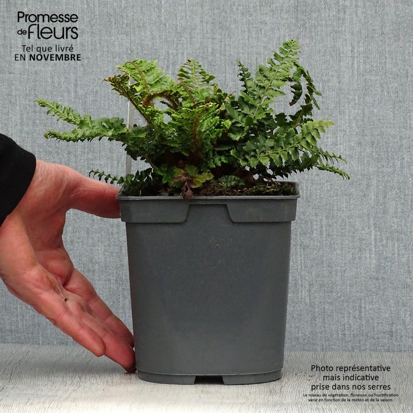 Exemplar von Polystichum polyblepharum - Fougère persistante en pot de 2/3 litres wie im Herbst geliefert