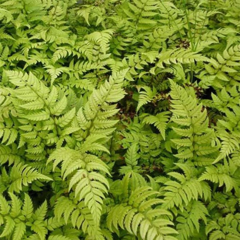 Steifer Schildfarn - Polystichum rigens (Laub)