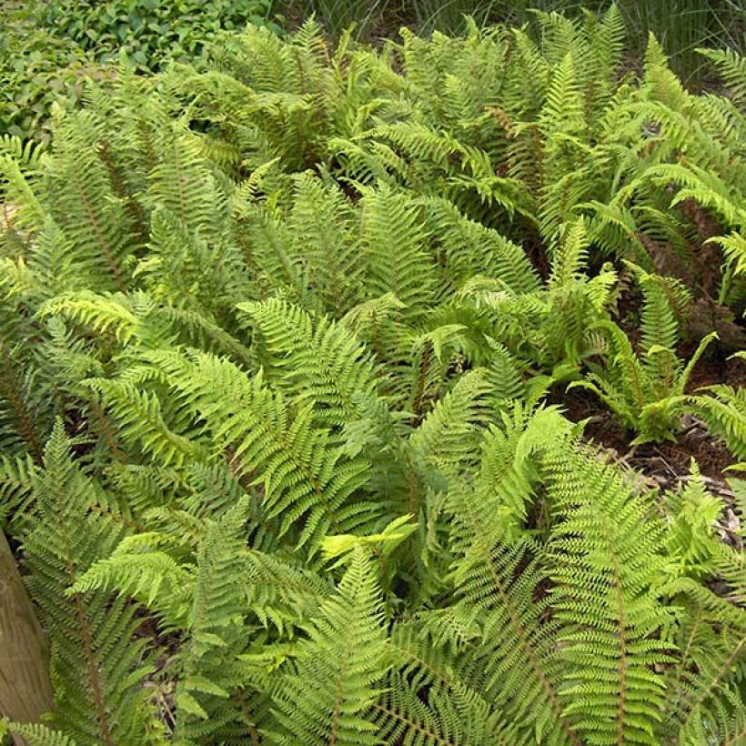 Weicher Schildfarn - Polystichum setiferum (Laub)