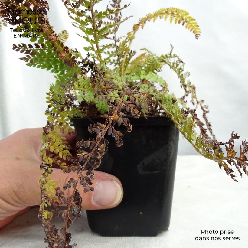 Exemplar von Polystichum setiferum - Aspidie à cils raides Densum Godet de 9cm wie im Winter geliefert