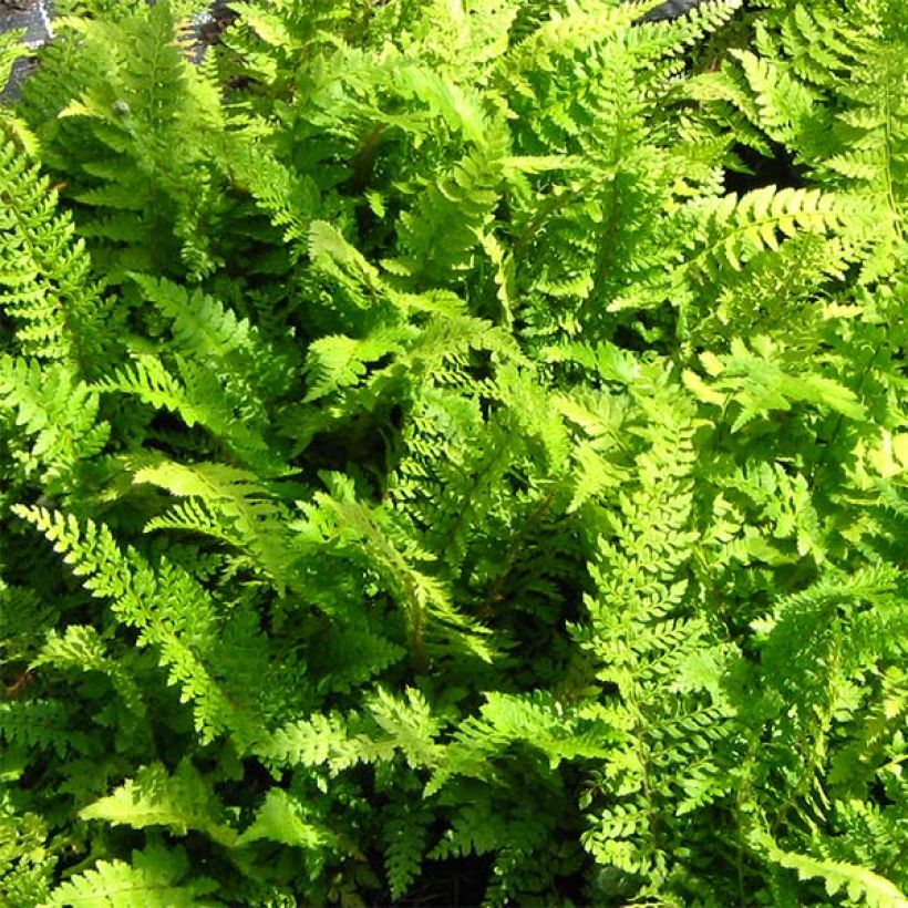 Weicher Schildfarn Proliferum - Polystichum setiferum (Laub)