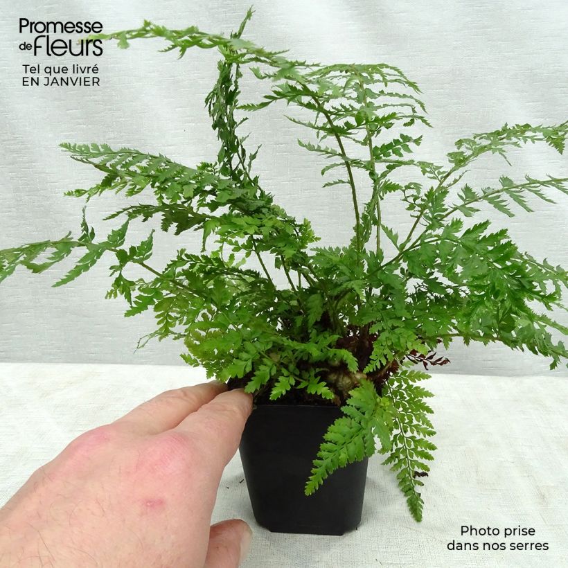 Exemplar von Polystichum setiferum Proliferum - Fougère Godet de 8/9 cm wie im Winter geliefert