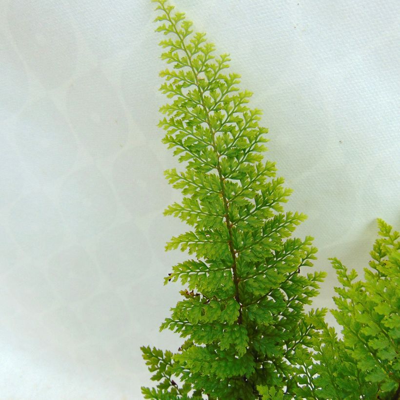 Weicher Schildfarn Plumosum Densum - Polystichum setiferum (Laub)