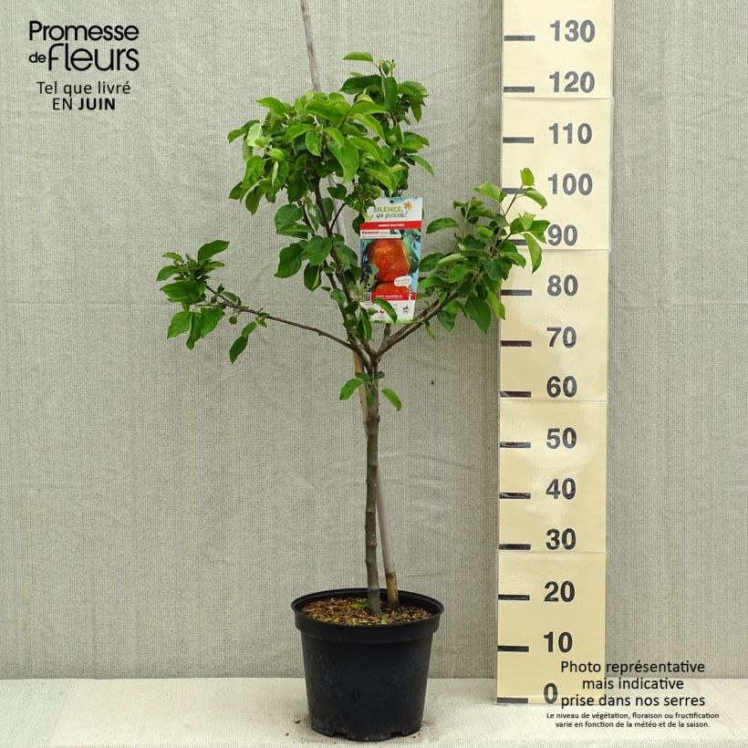 Exemplar von Apfelbaum Antares - Malus domestica Topf mit 7,5L/10L, Gobelet-FormGelieferte Höhe ca. 140/160cm wie im Frühjahr geliefert