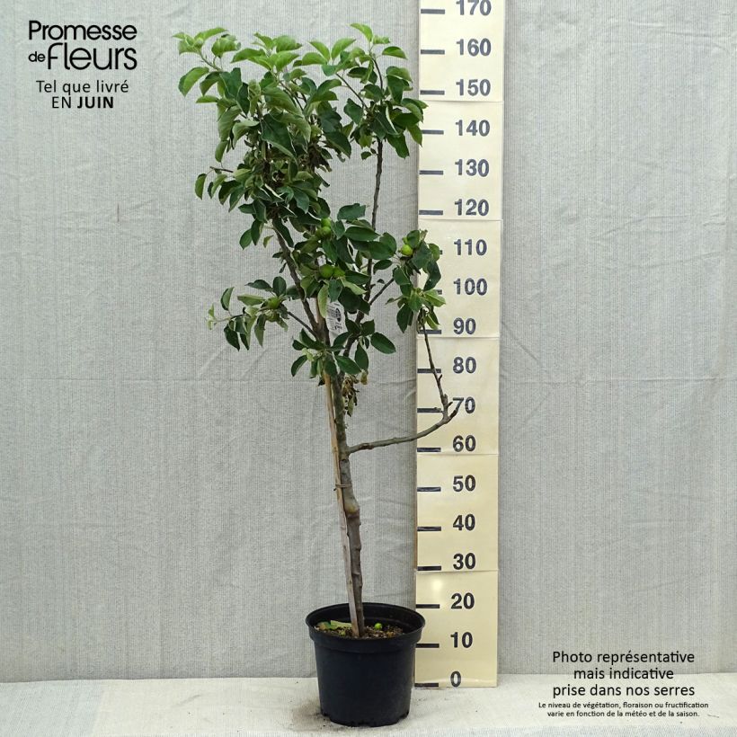 Exemplar von Apfelbaum Api Etoilé - Malus domestica Topf mit 7,5L/10L, Gobelet-FormGelieferte Höhe ca. 140/160cm wie im Sommer geliefert