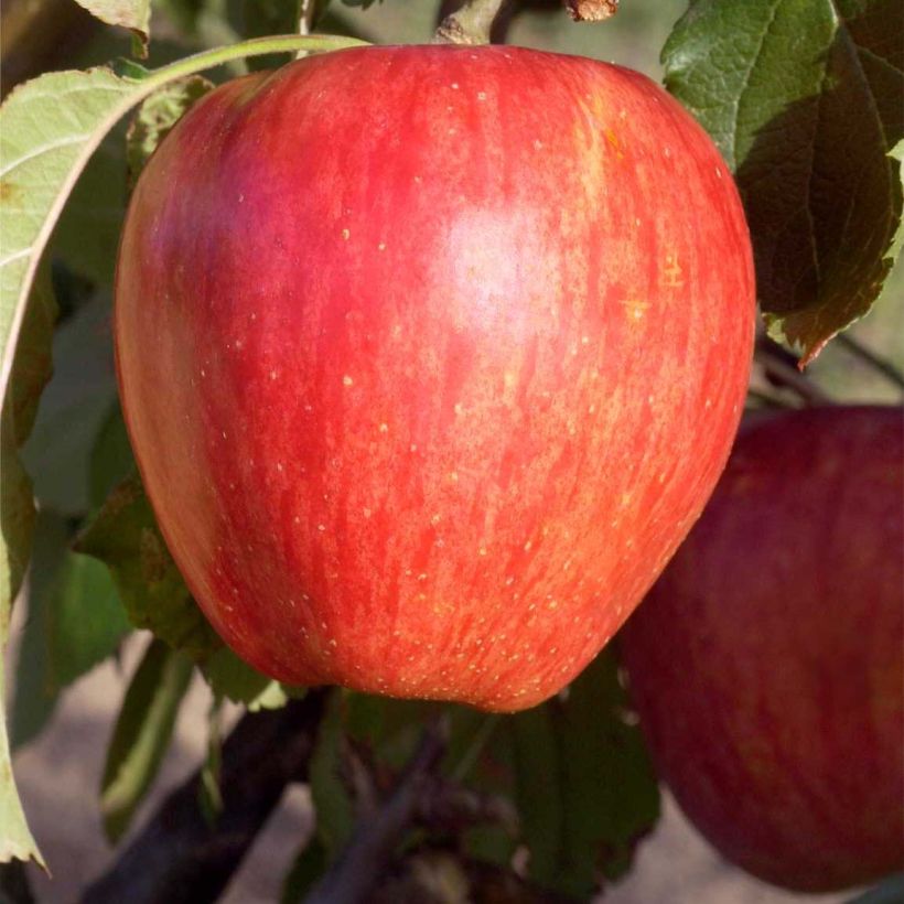 Apfelbaum Calville Rouge d'Hiver - Malus domestica (Ernte)