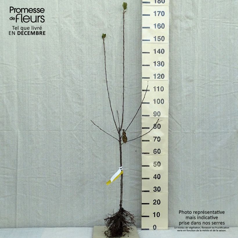 Exemplar von Apfelbaum Cox Orange - Malus domestica Wurzelnackt, Gobelet-FormGelieferte Höhe ca. 140/160cm wie im Winter geliefert