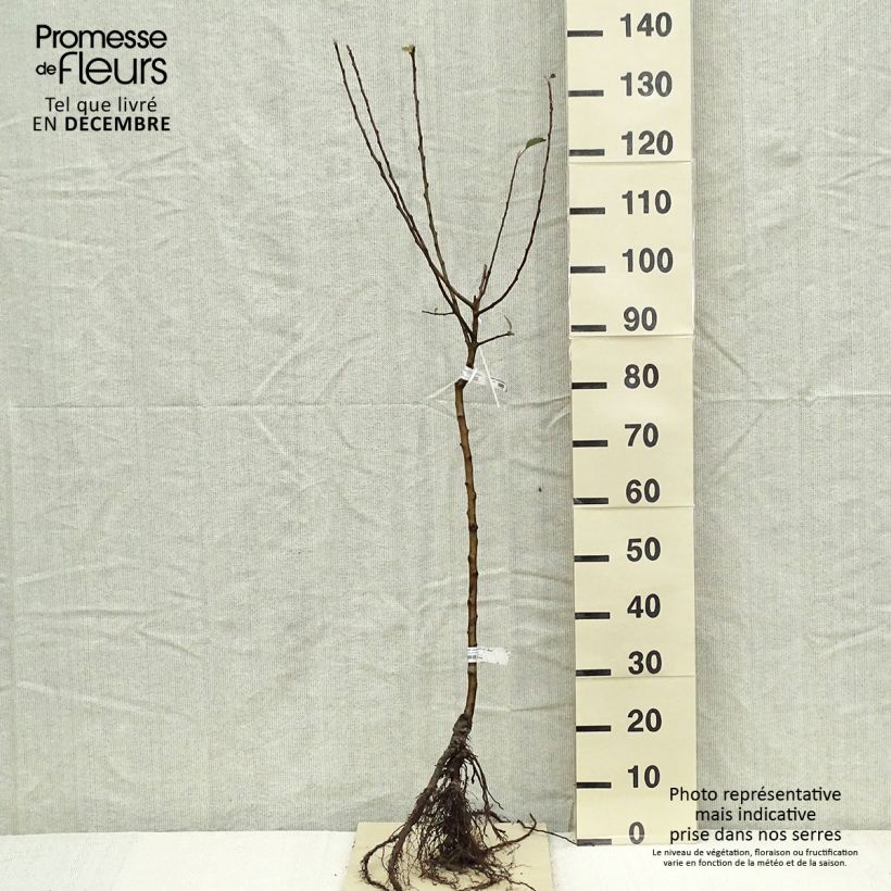 Exemplar von Apfelbaum Delbard Celeste deltana - Malus domestica wie im Winter geliefert