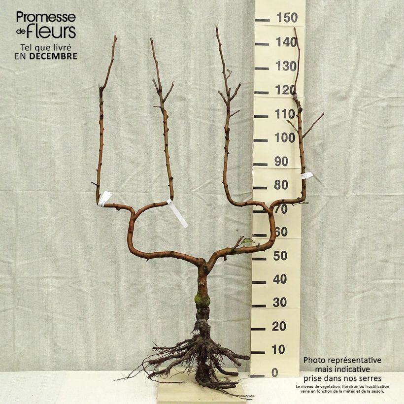 Exemplar von Apfelbaum Delbard Celeste deltana - Malus domestica Wurzelnackt, Spalierobst doppelte U-FormGelieferte Höhe ca. 110/120cm wie im Winter geliefert