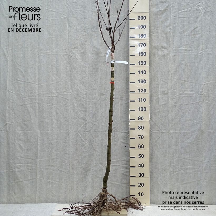 Exemplar von Apfelbaum Double Belle Fleur - Malus domestica Wurzelnackt, HalbstammGelieferte Höhe ca. 200/220cm wie im Winter geliefert