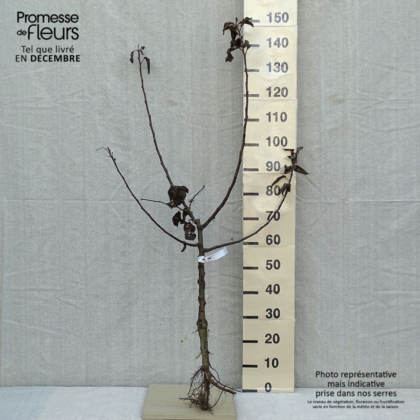 Exemplar von Apfelbaum Double Belle Fleur - Malus domestica wie im Winter geliefert