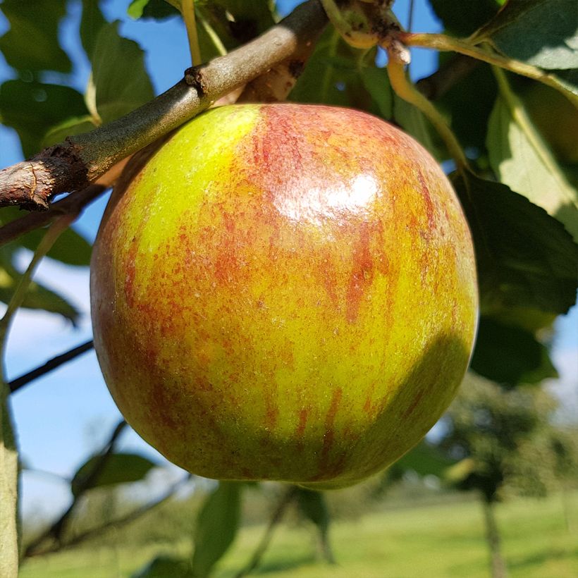 Apfelbaum Double Belle Fleur - Malus domestica (Ernte)