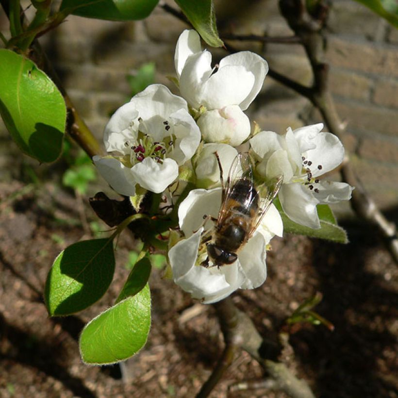 Apfelbaum Elstar - Malus domestica (Blüte)