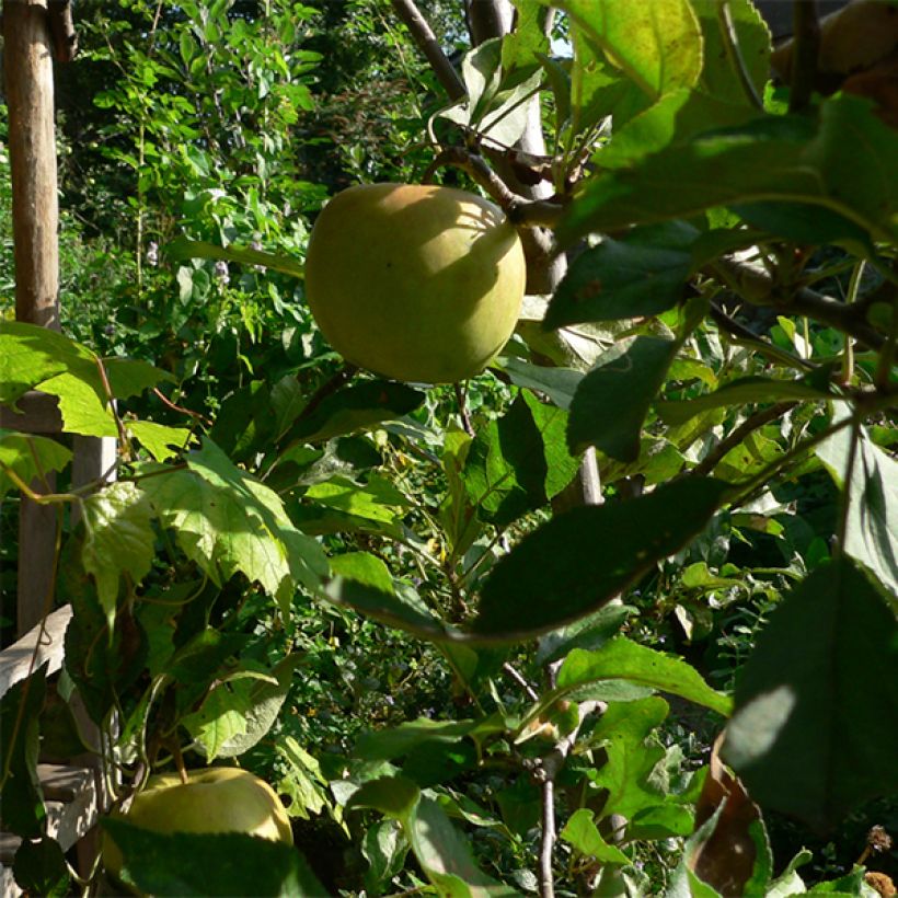 Apfelbaum Elstar - Malus domestica (Ernte)