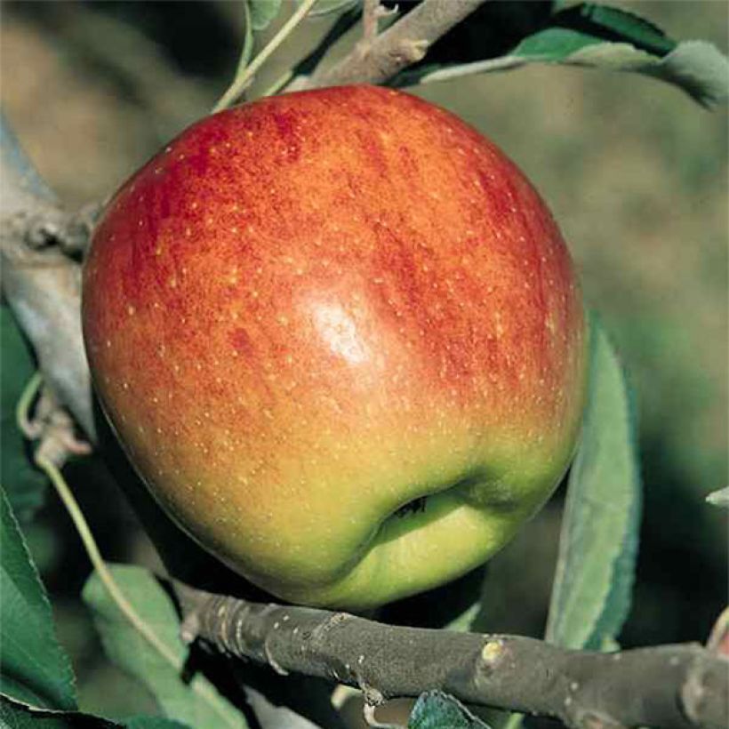 Apfelbaum Fuji - Malus domestica (Ernte)