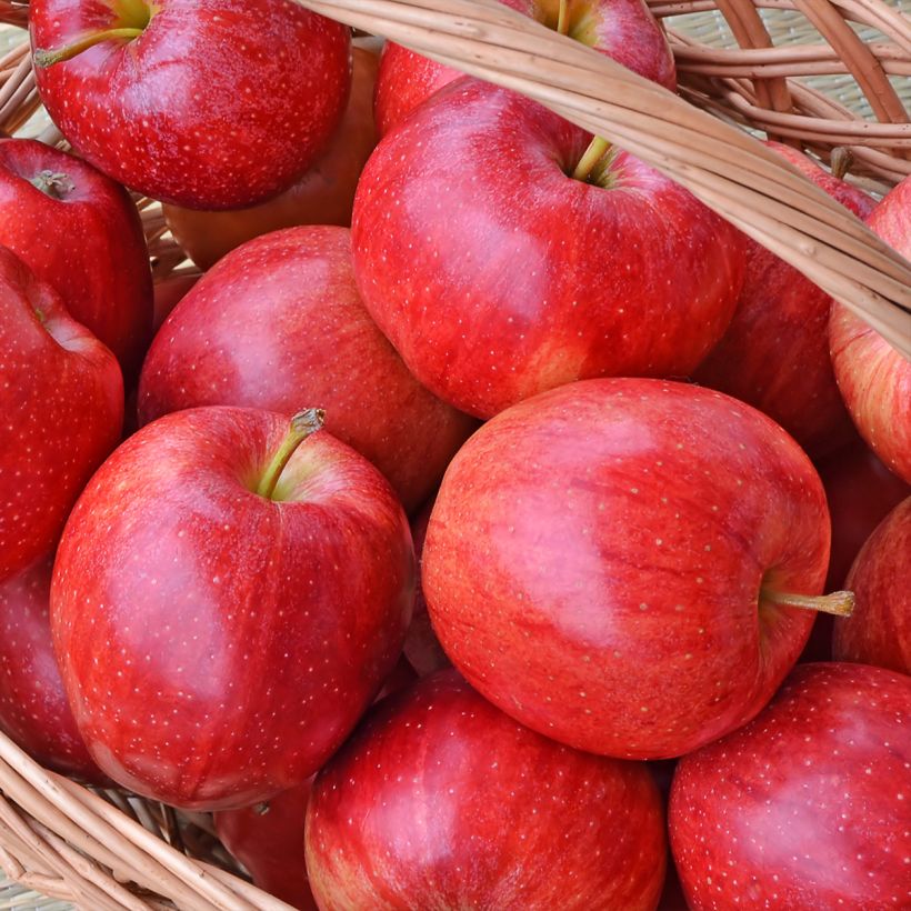 Apfelbaum Gala - Malus domestica (Ernte)