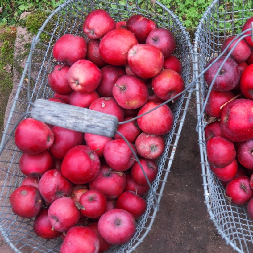 Apfelbaum Gloster - Malus domestica (Ernte)