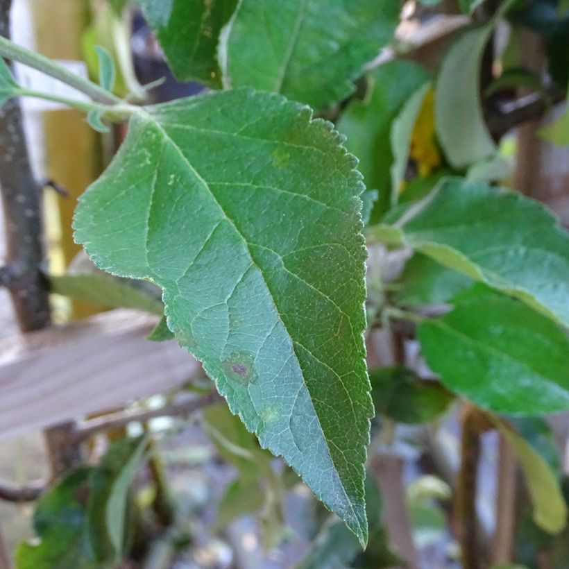 Apfelbaum Golden Delicious - Malus domestica (Laub)