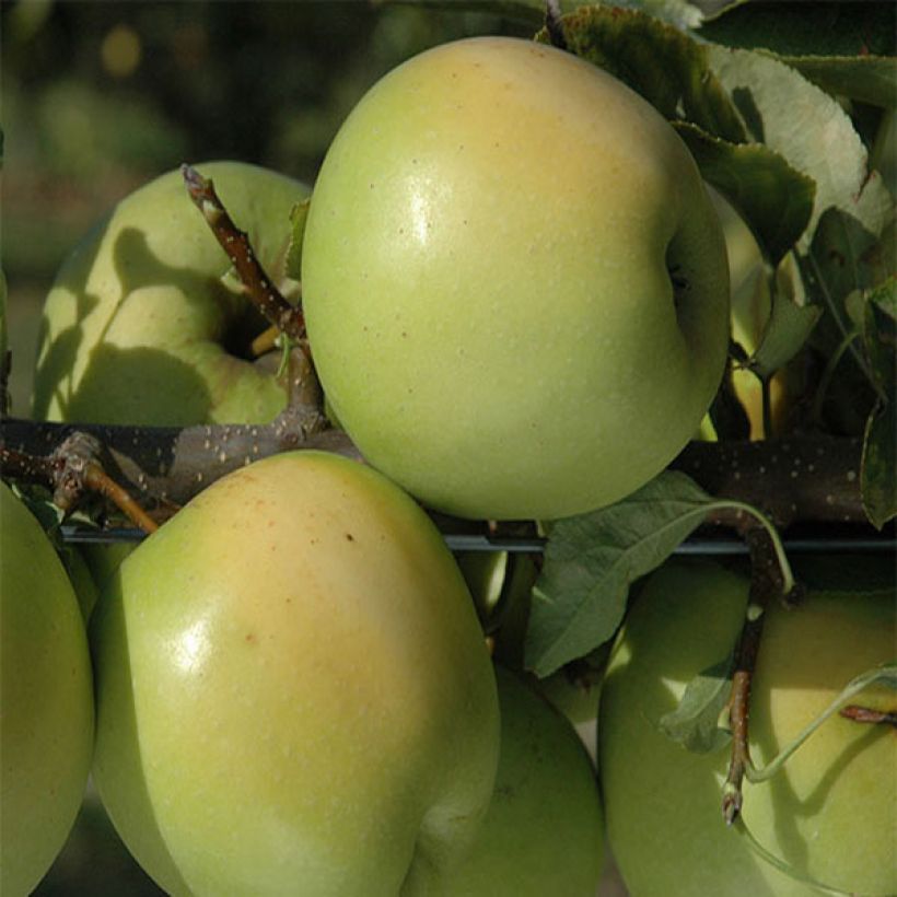 Apfelbaum Golden Delicious - Malus domestica (Ernte)