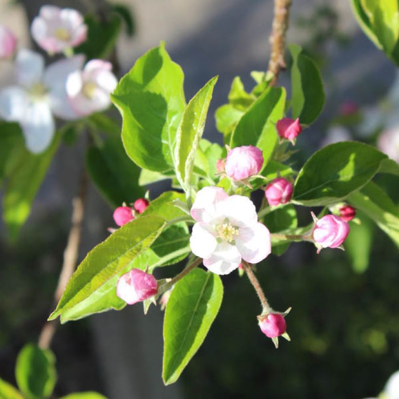 Bio Goldparmäne Apfelbaum (Blüte)