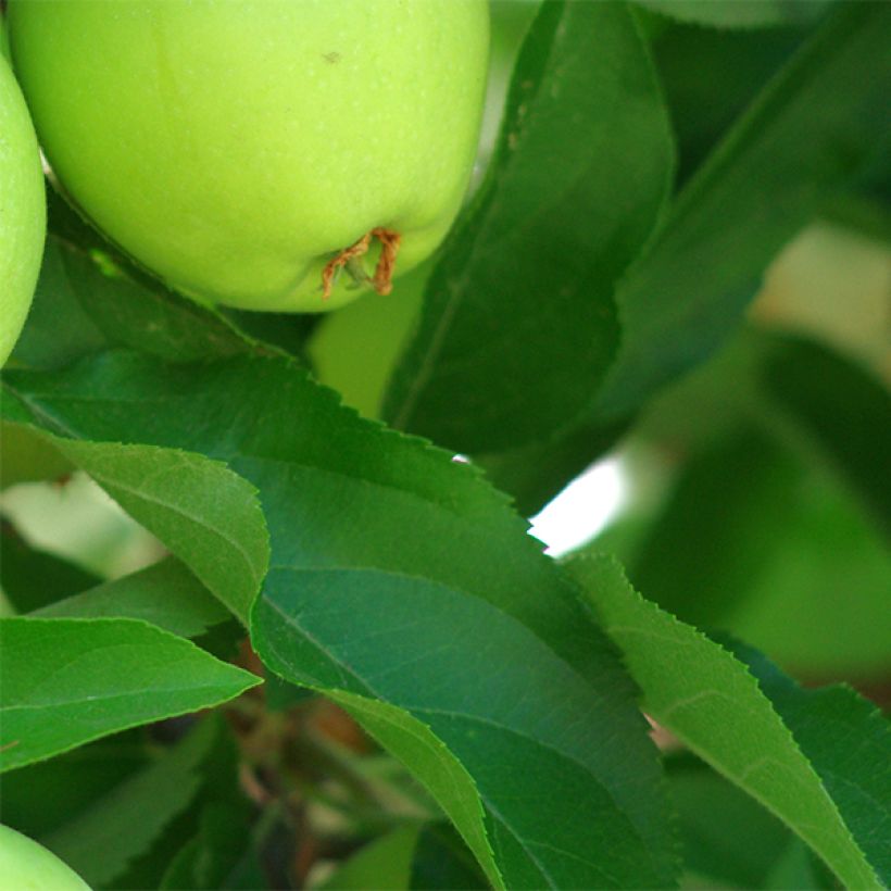 Apfelbaum Granny Smith - Malus domestica (Laub)