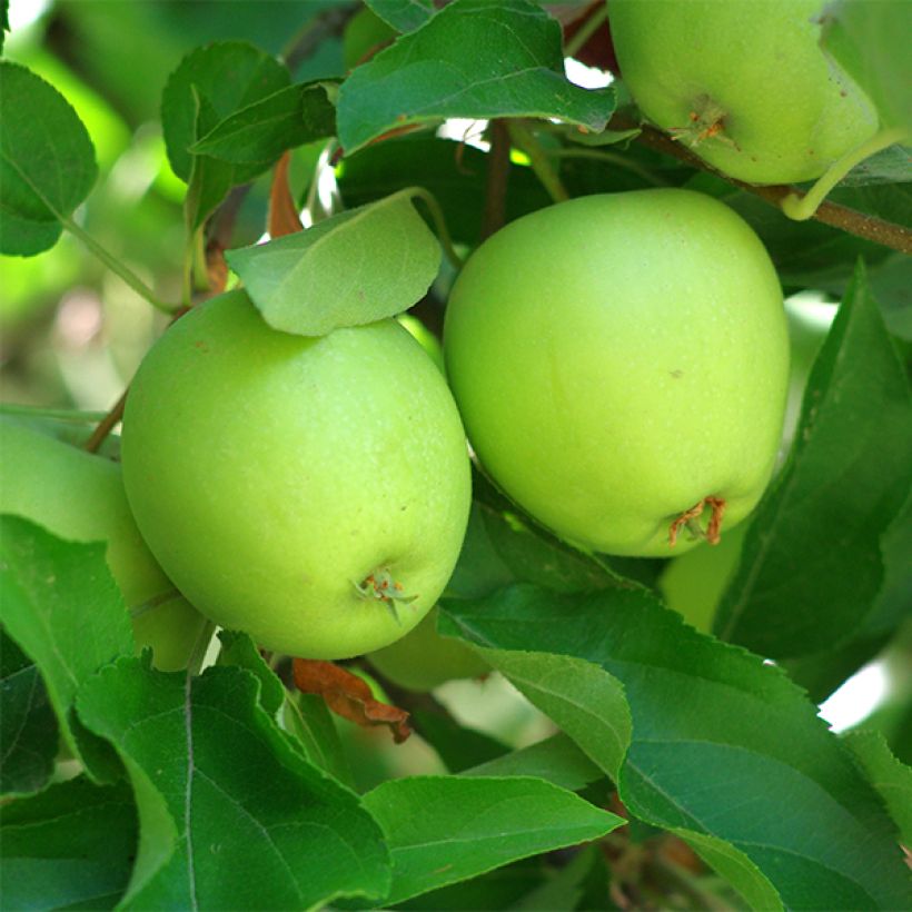 Apfelbaum Granny Smith - Malus domestica (Ernte)