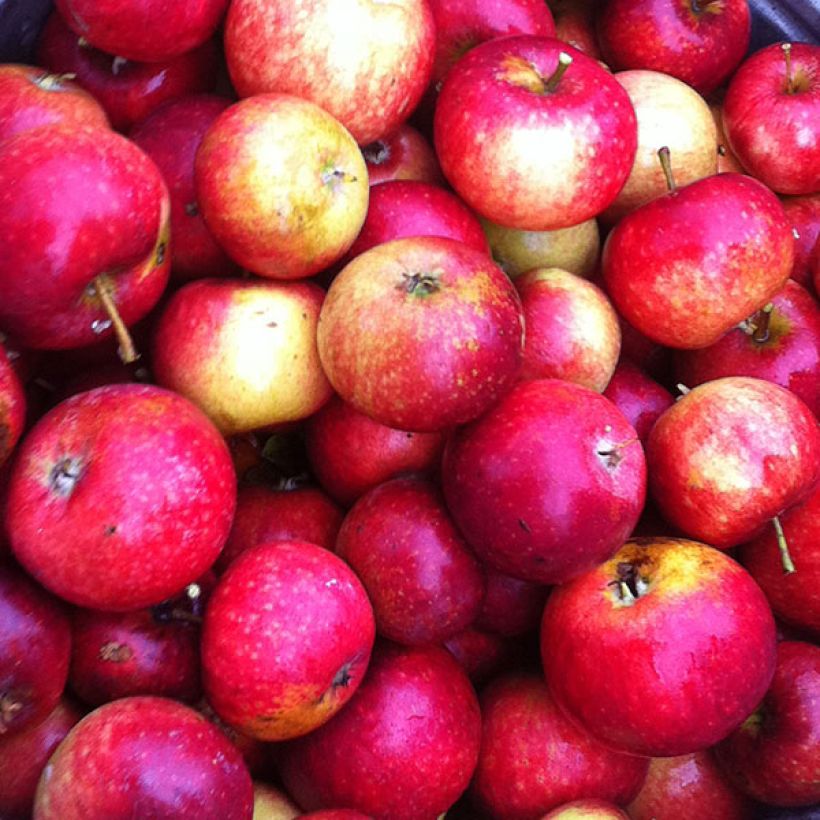 Apfelbaum Ingrid Marie - Malus domestica (Ernte)