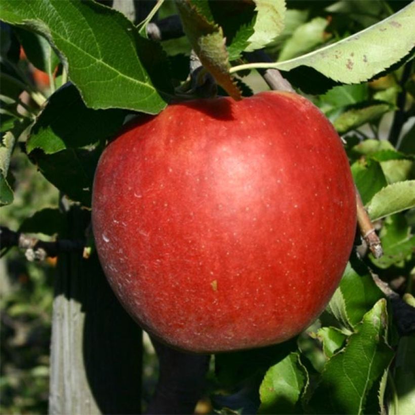 Apfelbaum Jonagold - Malus domestica (Ernte)