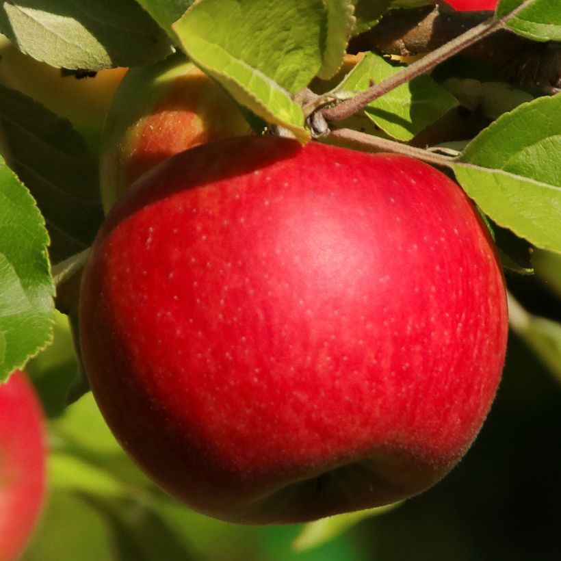 Apfelbaum Jonathan - Malus domestica (Ernte)