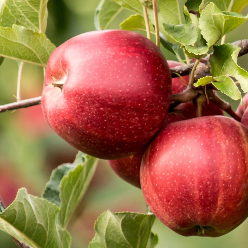 Apfelbaum Jumbo hanners - Malus domestica (Ernte)