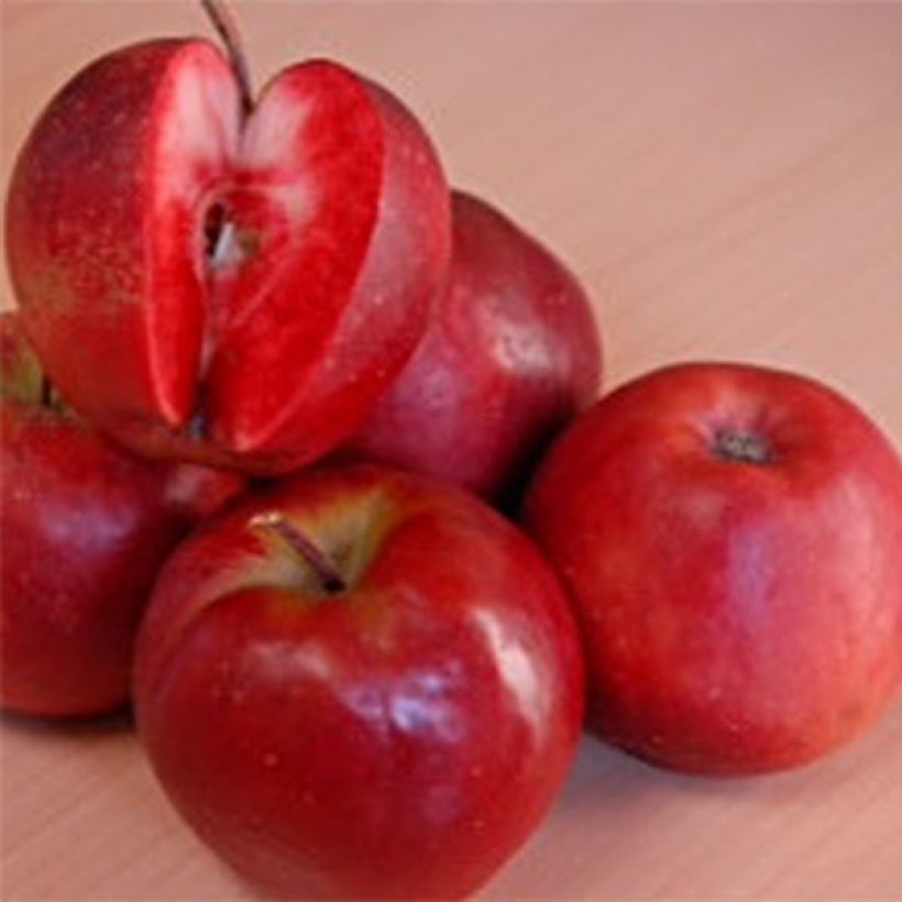 Apfelbaum Maggy - Malus domestica (Ernte)