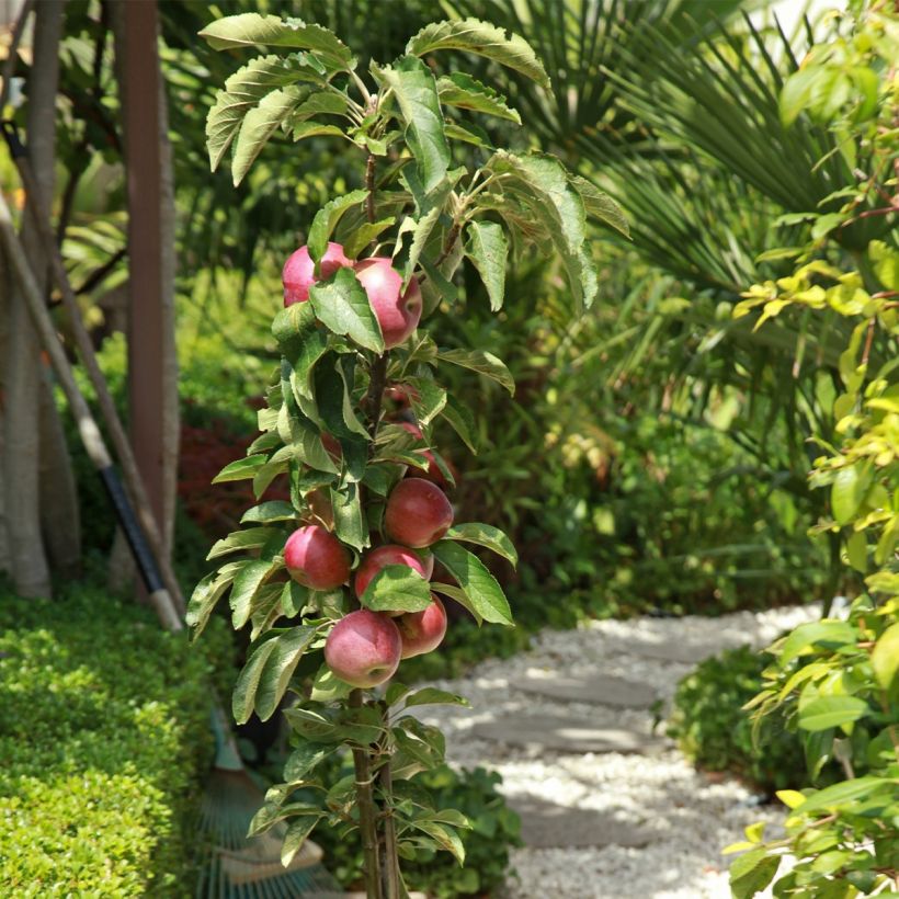 Zierapfel Apollo - Malus (Hafen)