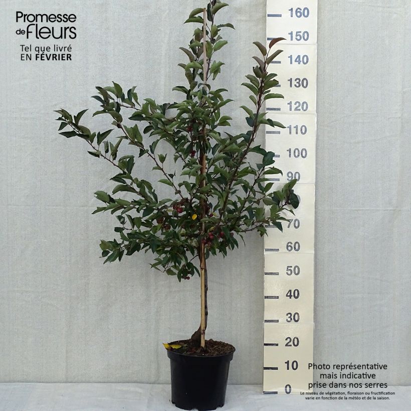 Exemplar von Pommier - Malus Diable Rouge Quenouille en pot de 7,5l/10l wie im Herbst geliefert