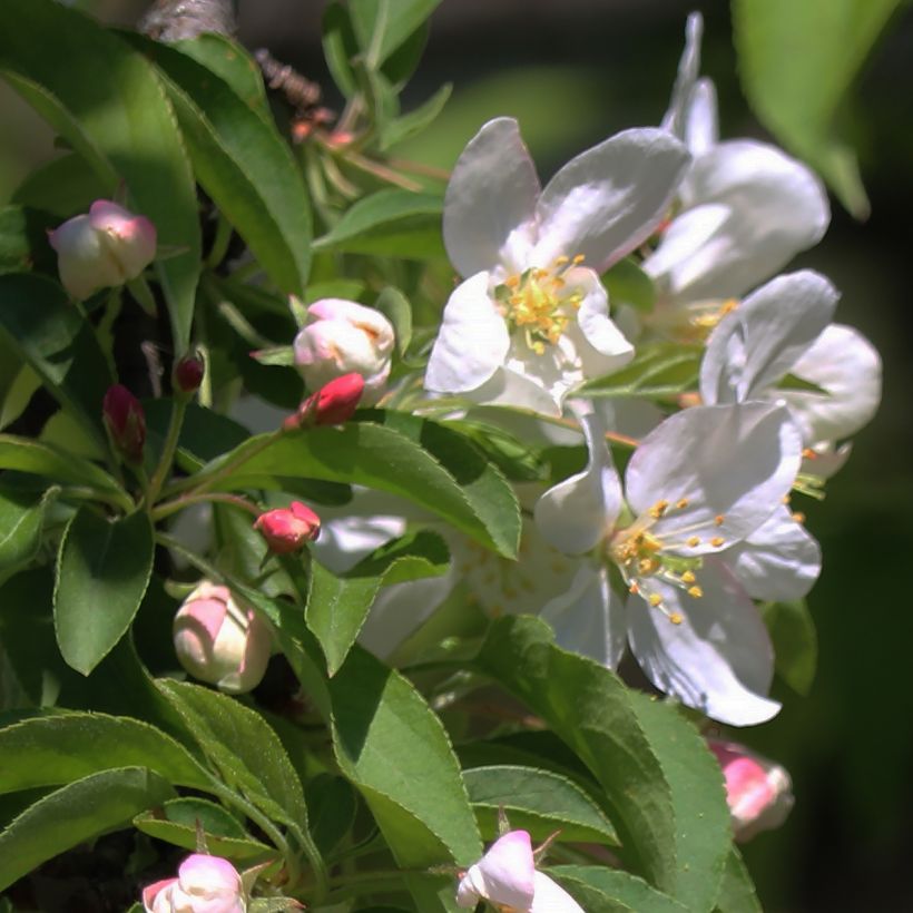 Zierapfel Sugar Tyme - Malus (Blüte)