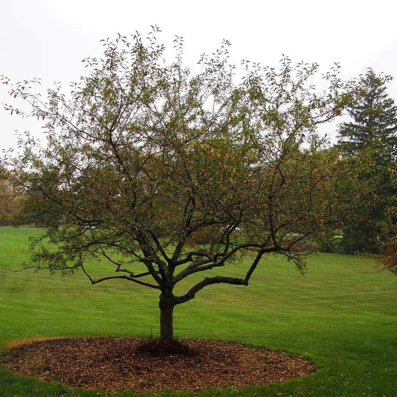 Zierapfel Sugar Tyme - Malus (Hafen)