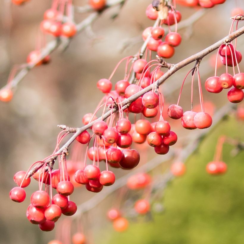 Zierapfel Sugar Tyme - Malus (Ernte)