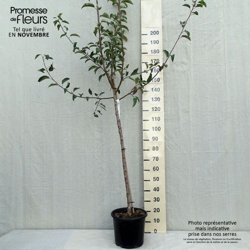 Exemplar von Pommier - Malus domestica Belchard Demi-tige en pot de 12l/15l wie im Herbst geliefert