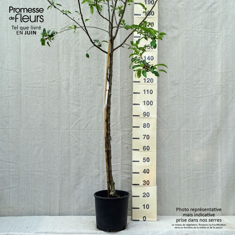 Exemplar von Apfelbaum Idared - Malus domestica Topf mit 12L/15L, HalbstammGelieferte Höhe ca. 200/220cm wie im Frühjahr geliefert