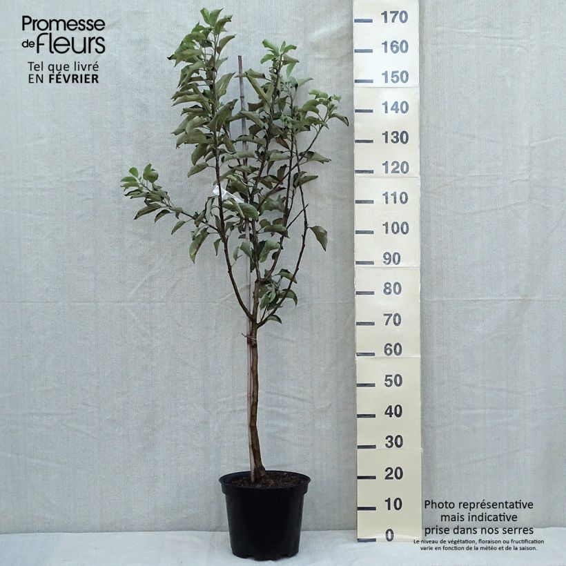 Exemplar von Pommier - Malus domestica Idared Gobelet en pot de 7,5l/10l wie im Herbst geliefert