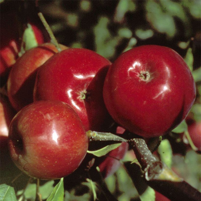 Apfelbaum Mondial Gala - Malus domestica (Ernte)