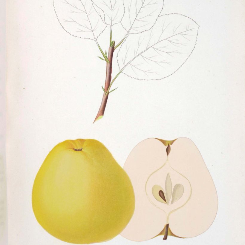 Apfelbaum Museau de Lièvre - Malus domestica (Ernte)