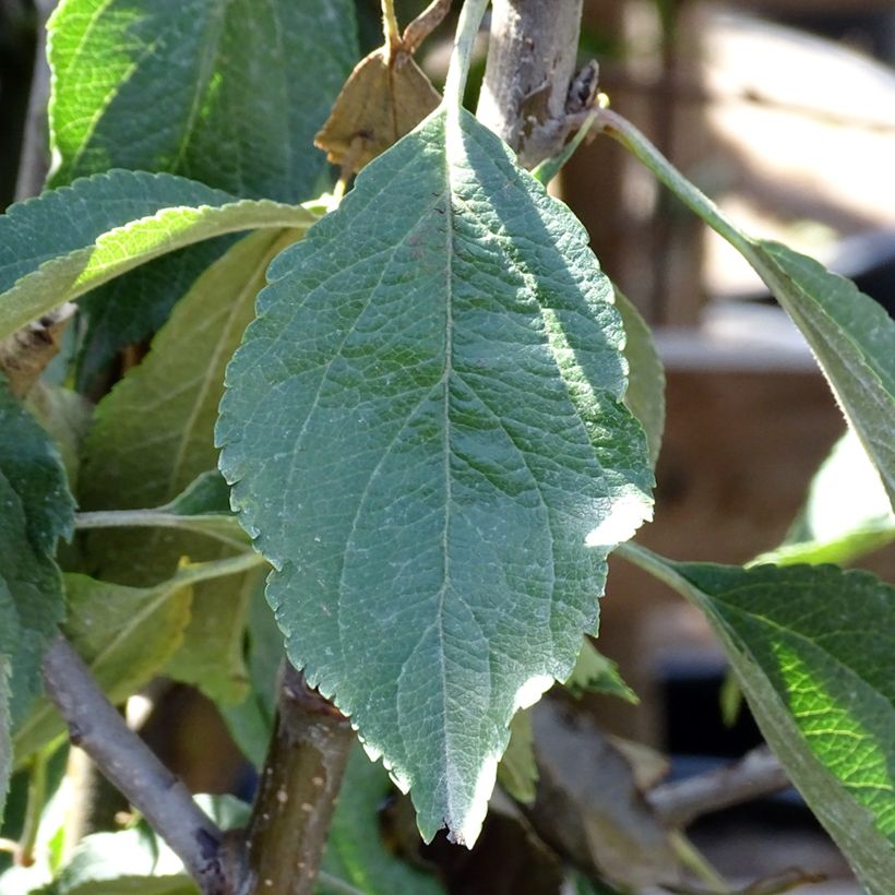 Apfelbaum Museau de Lièvre - Malus domestica (Laub)