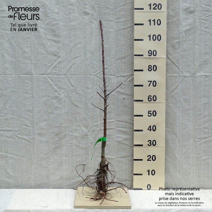 Exemplar von Apfelbaum Patte de Loup Bio - Malus domestica wie im Winter geliefert