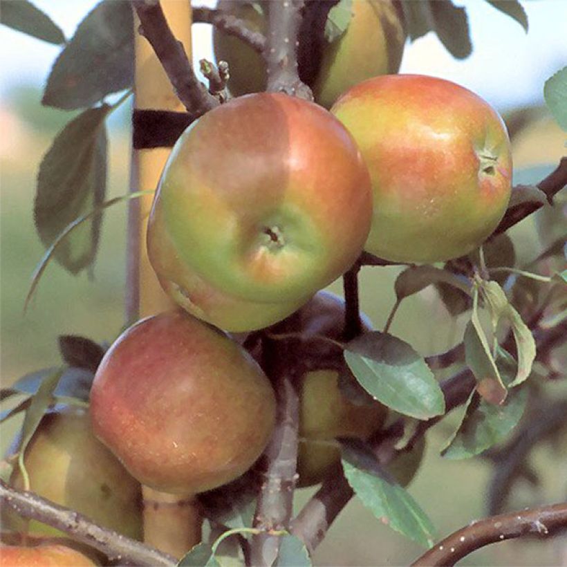 Apfelbaum Priam - Malus domestica (Ernte)