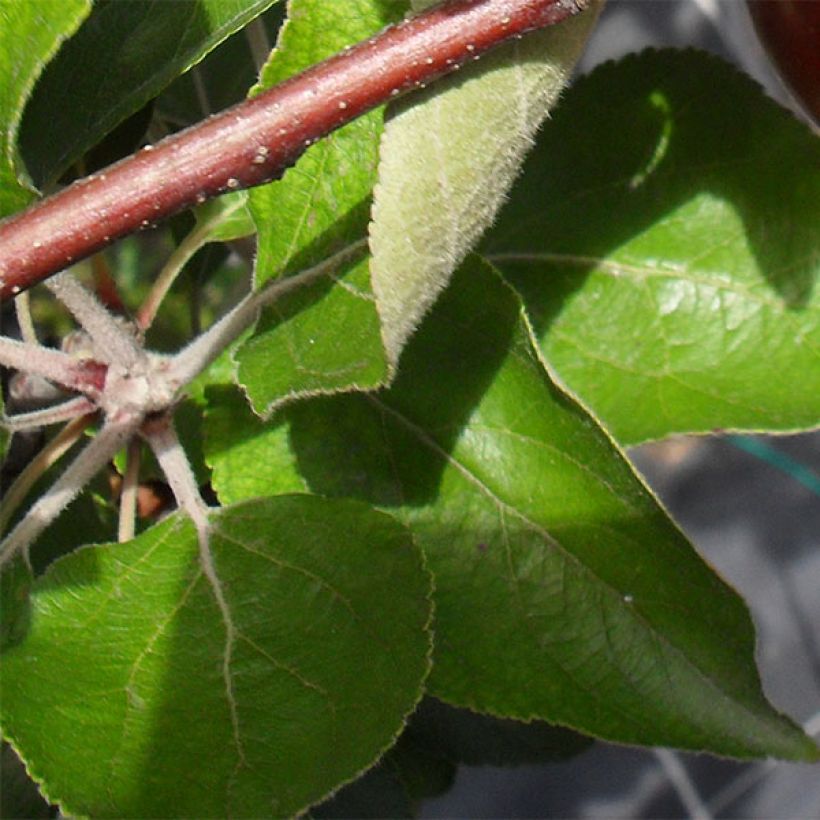 Apfelbaum Red Love - Malus domestica (Laub)