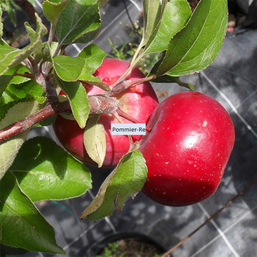 Apfelbaum Red Love - Malus domestica (Ernte)