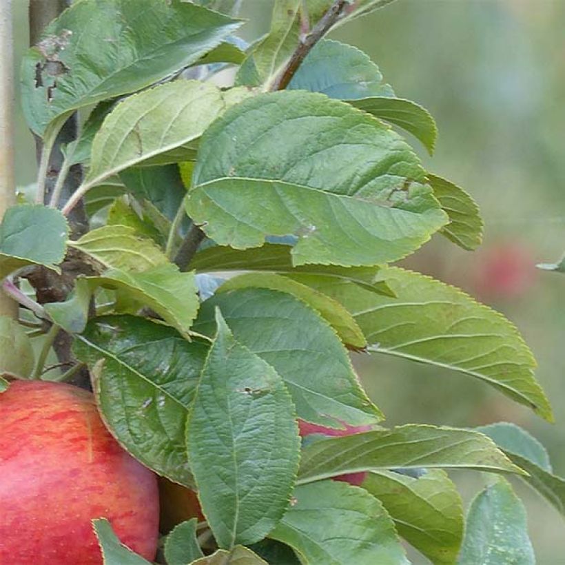 Goldparmäne Reine des Reinettes - Malus domestica (Laub)