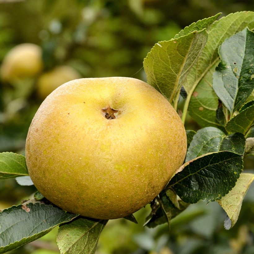 Apfelbaum Reinette Blanche du Canada - Malus domestica (Ernte)