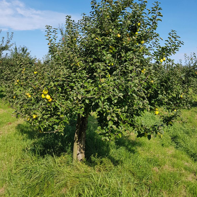 Apfelbaum Reinette Blanche du Canada - Malus domestica (Hafen)